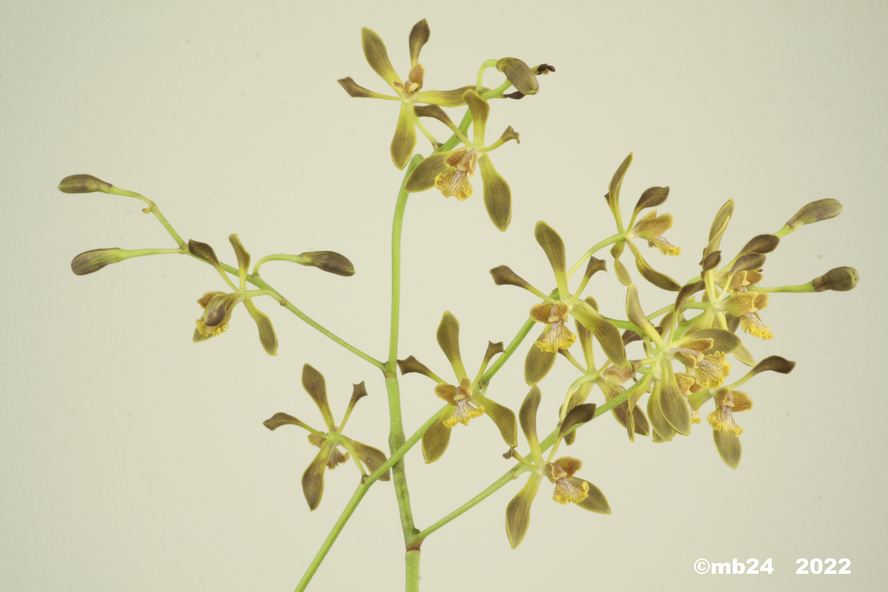 Encyclia parviflora ( alata ssp. parviflora) Encycl33