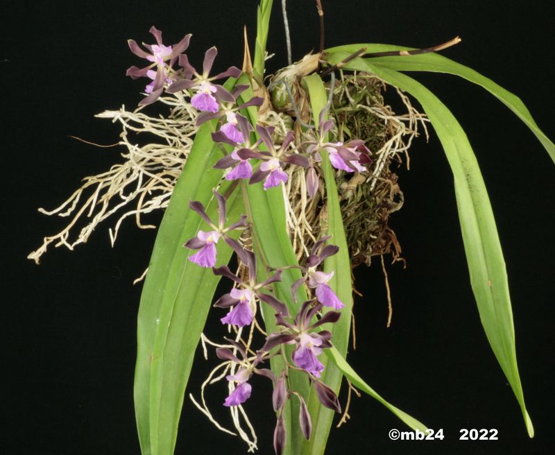 Encyclia cordigera = Encyclia Cashens' Chocolate Rose (cordigera ×  Orchid Jungle) Encycl40