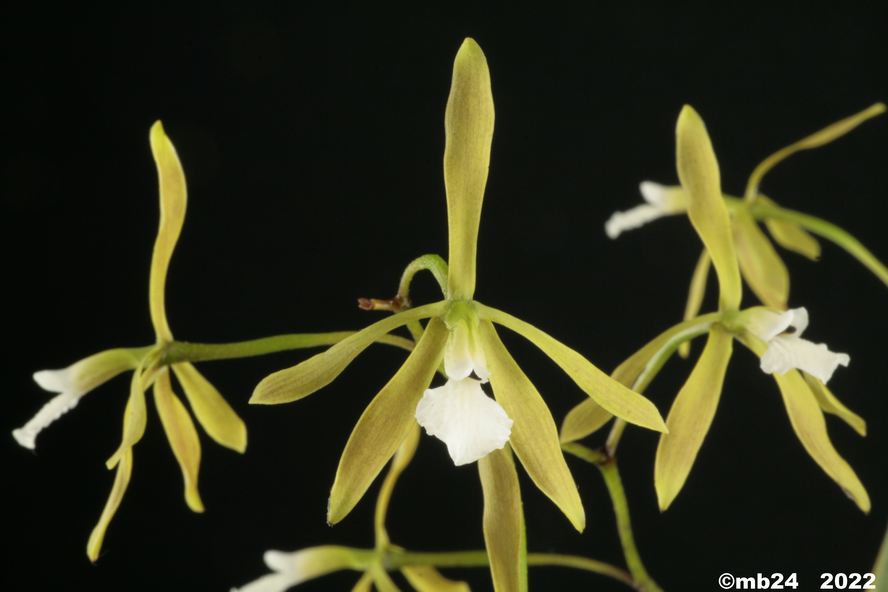 Encyclia linearifolioides  Encycl54