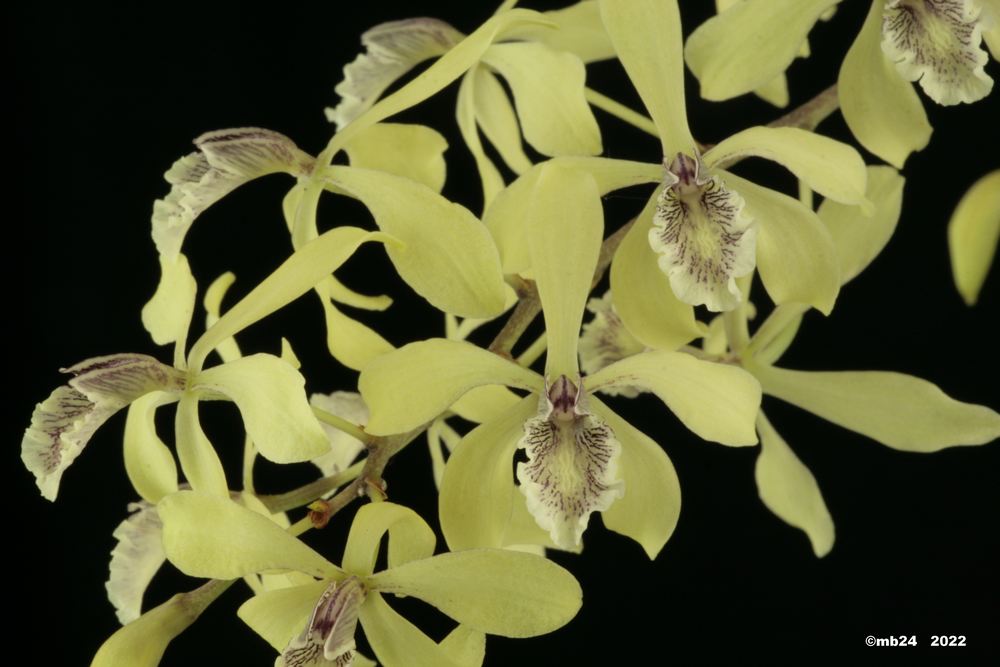 Encyclia incumbens   Encycl64