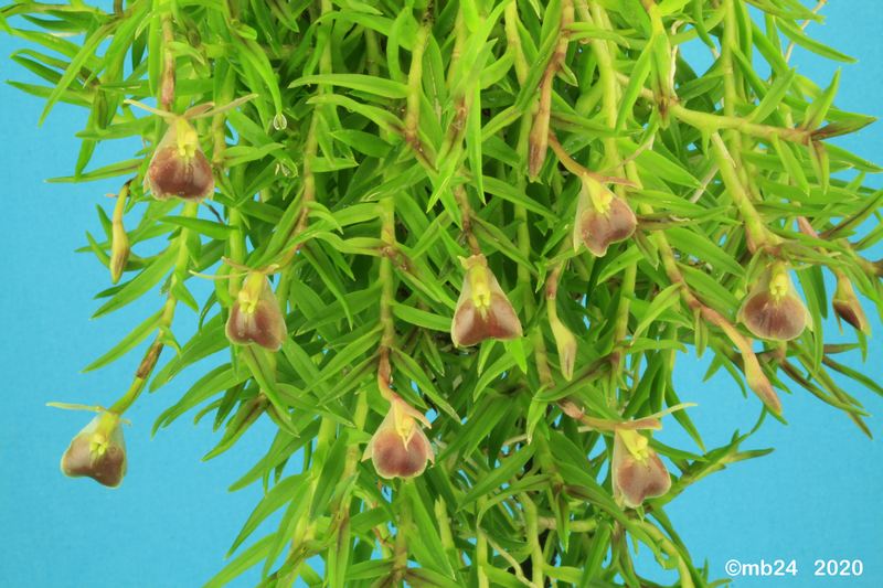 Epidendrum peperomia  Epiden28