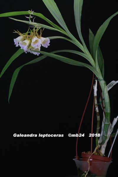 Galeandra leptoceras Galean11