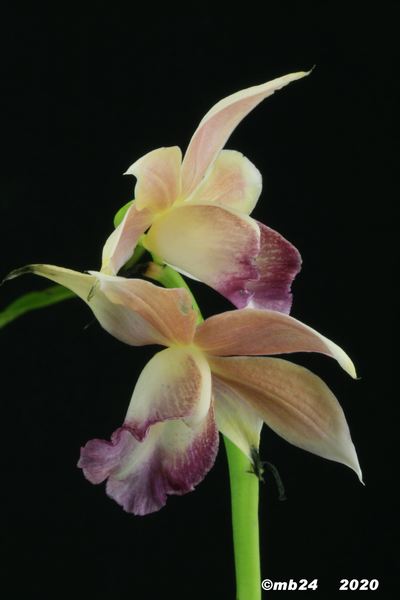 Gastrophaius Cooksoniae Gastro13