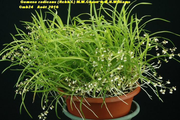 Gomesa radicans : évolution d'une plante sur 6 ans  Gomesa21