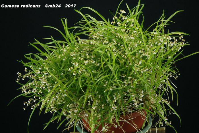 Gomesa radicans : évolution d'une plante sur 6 ans  Gomesa22