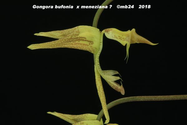Gongora (meneziana) ou plutôt meneziana hybride Gongor13