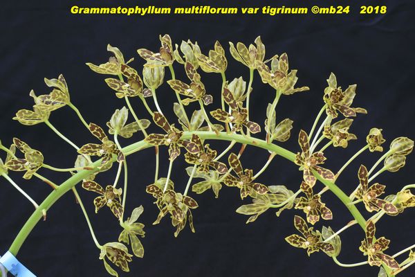 Grammatophyllum multiflorum var tigrinum  Gramma10