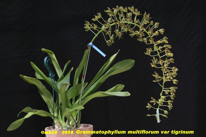 Grammatophyllum multiflorum var tigrinum  Gramma11