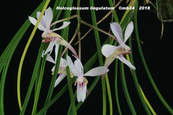Holcoglossum lingulatum  Holcog12