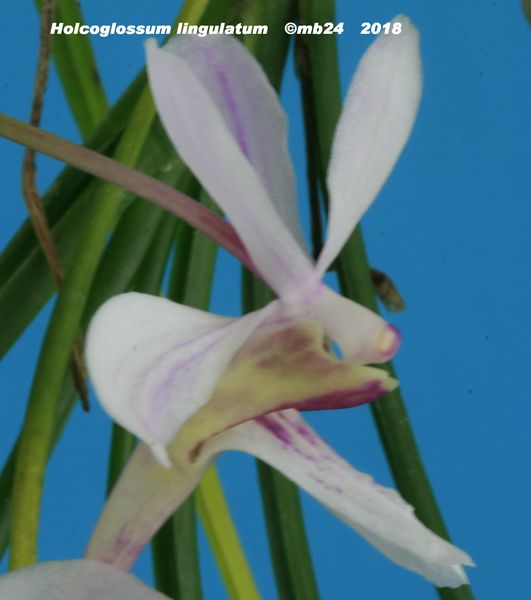 Holcoglossum lingulatum Holcog13