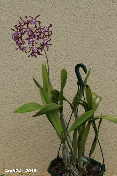 Laelia undulata  Laelia14