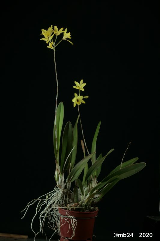 Laelia aurea   Laelia25