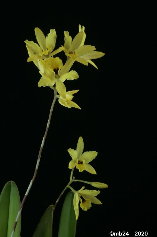 Laelia aurea   Laelia27