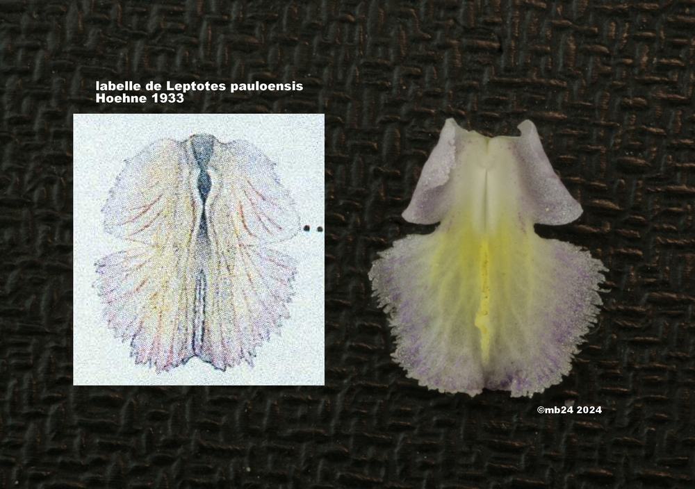 Leptotes harryphillipsii/pauloensis Leptot12