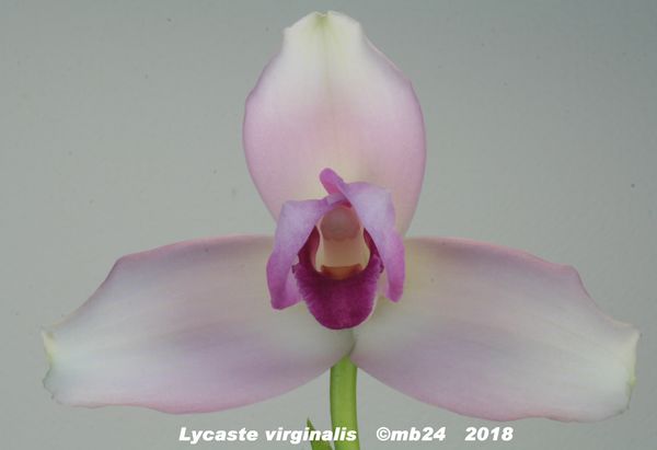 Lycaste virginalis dans sa forme rosea  Lycast13