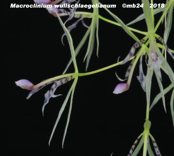 Macroclinium wullschlaegelianum  Macroc10