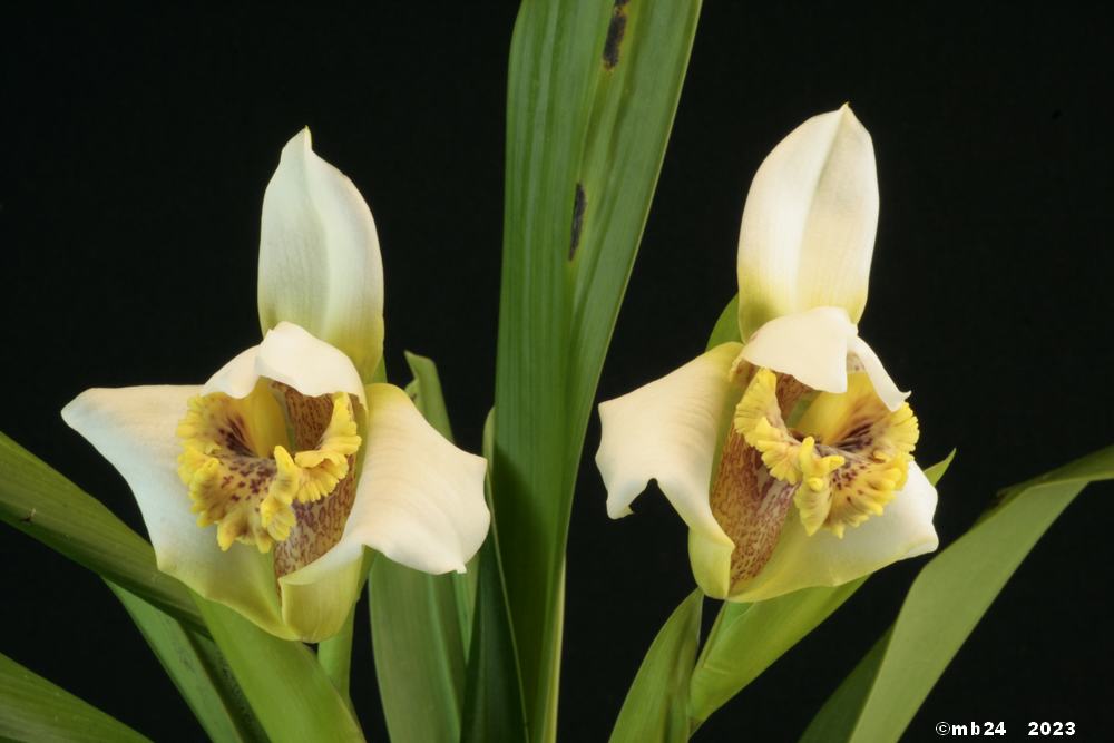 Maxillaria fletcheriana Maxil125