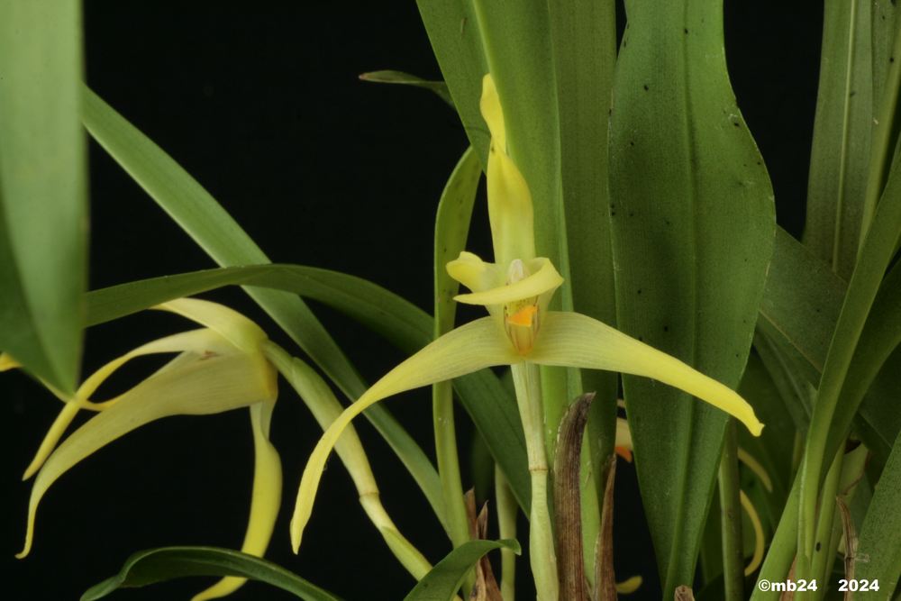 Maxillaria weberbaueri Maxil127