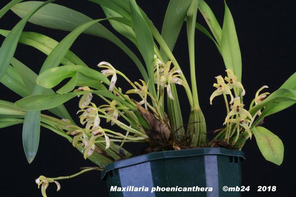 Maxillaria phoenicanthera  Maxill22