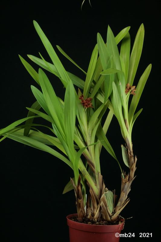 Maxillaria elatior (Rchb.f.) Rchb.f. = Maxillaria purpureolabia Maxill77