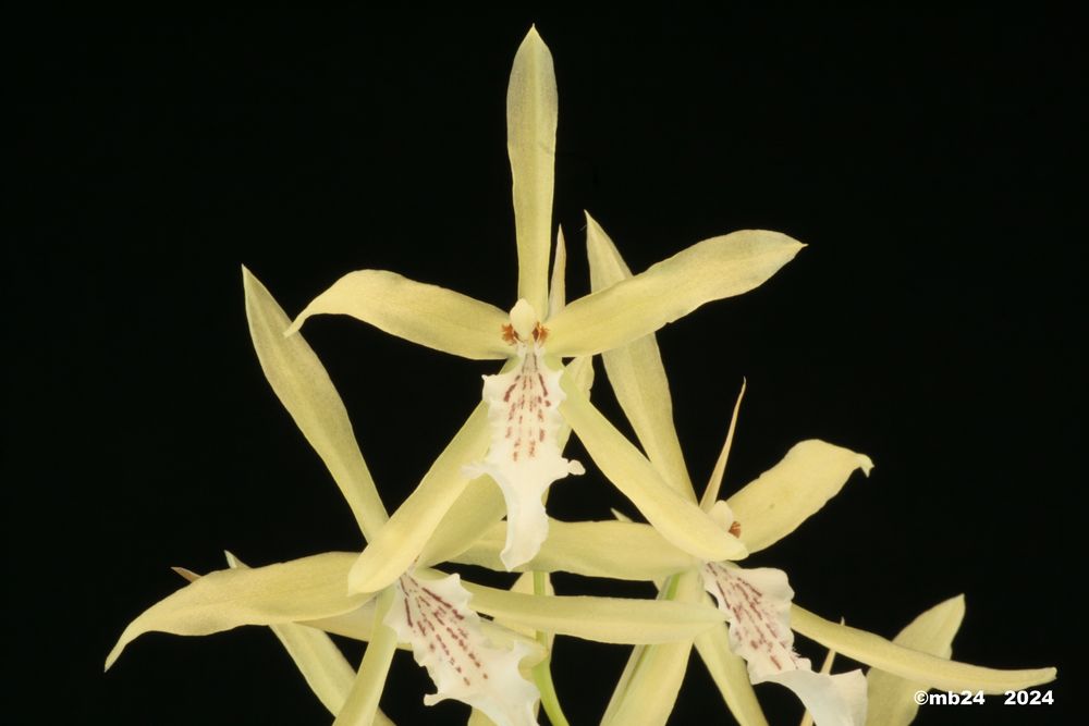 Miltonia flavescens Milton29