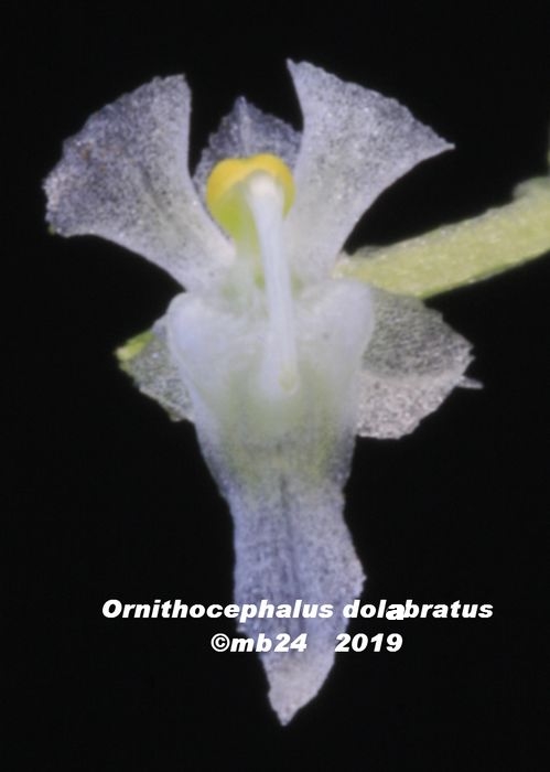 Ornithocephalus dolabratus Ornith19