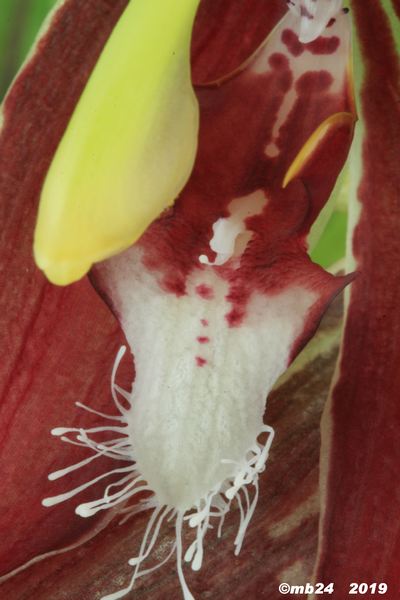 Paphinia cristata d'Ecuagenera = neudeckerii   Paphin21