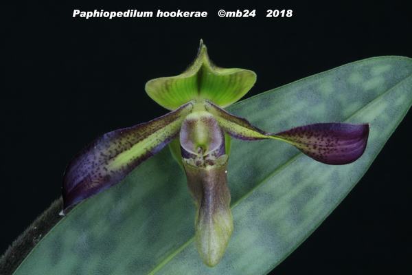 Paphiopedilum hookerae Paphio11