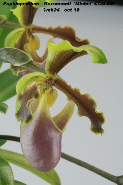 Paphiopedilum × herrmannii 'Michel' CCM-MB Paphio17