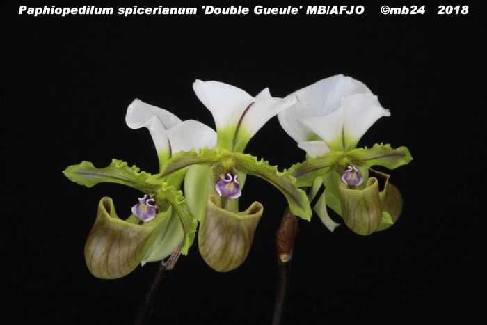 Paphiopedilum spicerianum 'Double Gueule' MB-AFJO Paphio24