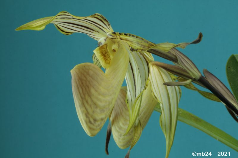 Paphiopedilum praestans Paphio53