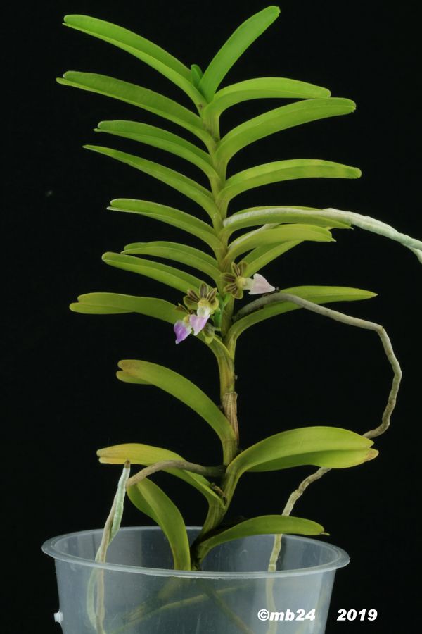 Pelantheria insectifera  Pelant10