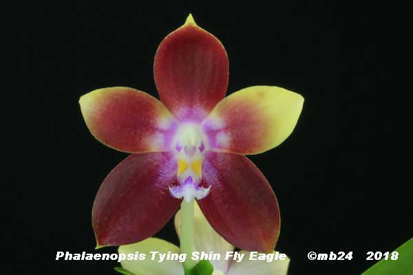 Phalaenopsis Tying Shin Fly Eagle  Phalae10