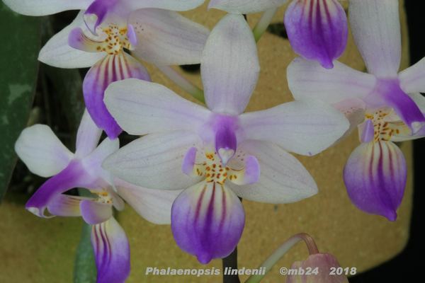 Phalaenopsis lindenii  Phalae18