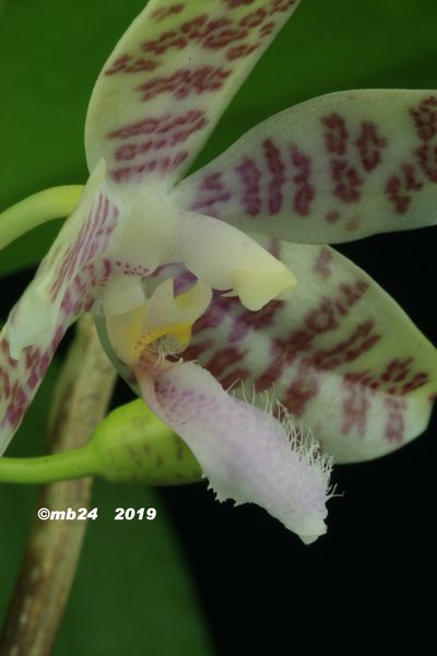 Phalaenopsis hieroglyphica f. alba (sur l'étiquette seulement) Phalae36