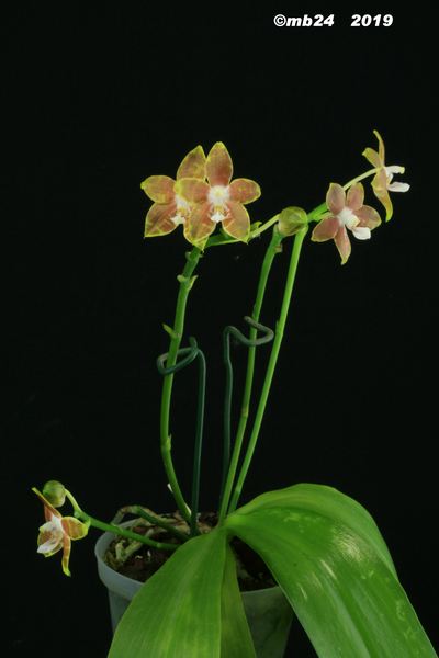 Phalaenopsis venosa Phalae40