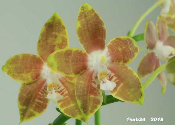 Phalaenopsis venosa Phalae41