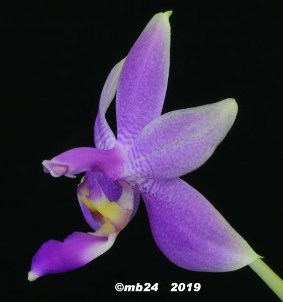Phalaenopsis mentawaiensis  Phalae43