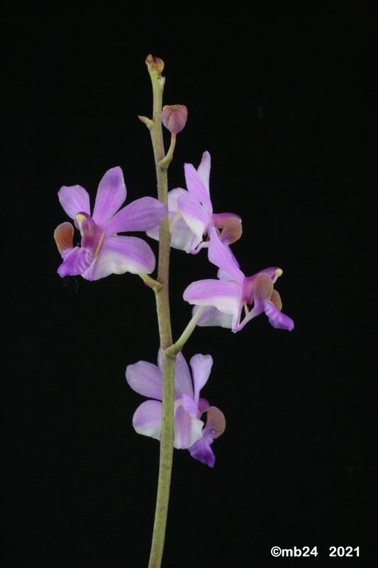 Phalaenopsis pulcherrima var. regnieriana  Phalae71