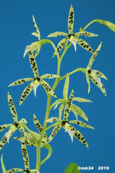 Prosthechea prismatocarpa  Prosth18