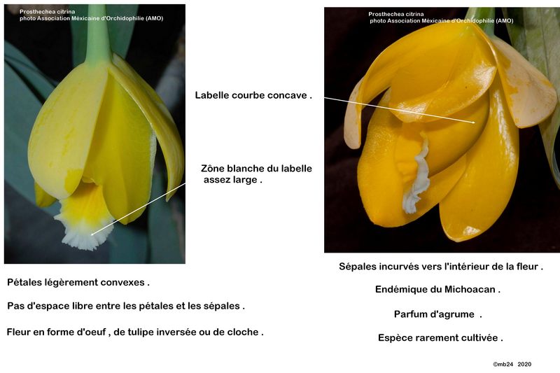 Prosthechea karwinskii Prosth22