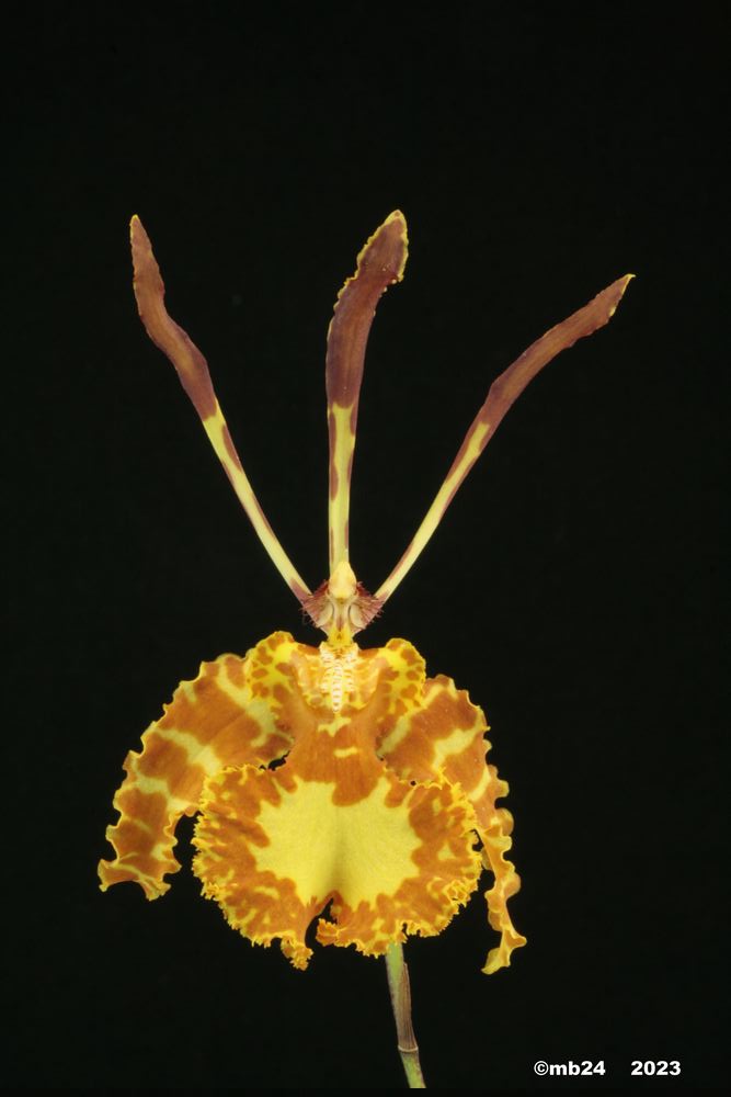 Psychopsis versteegiana Psycho10