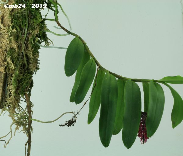 Robiquetia mooreana Robiqu10