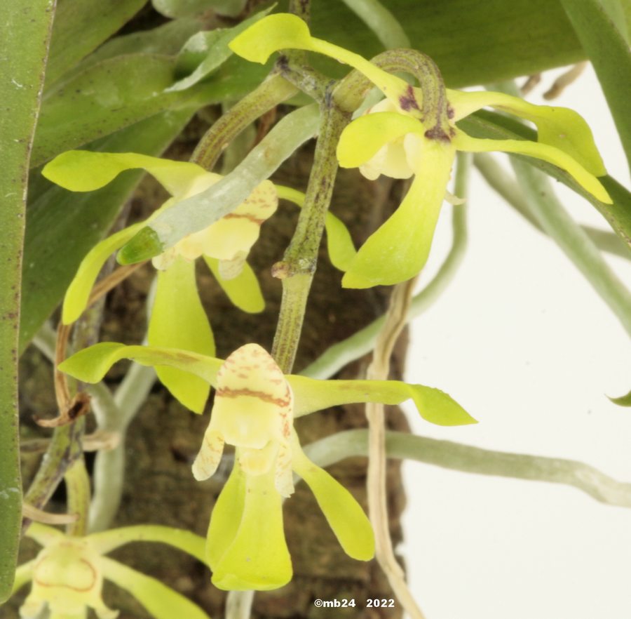 Sarcochilus parviflorus Sarcoc30