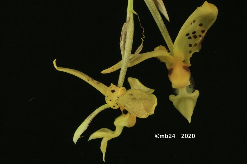 Stanhopea schilleriana Stanh101