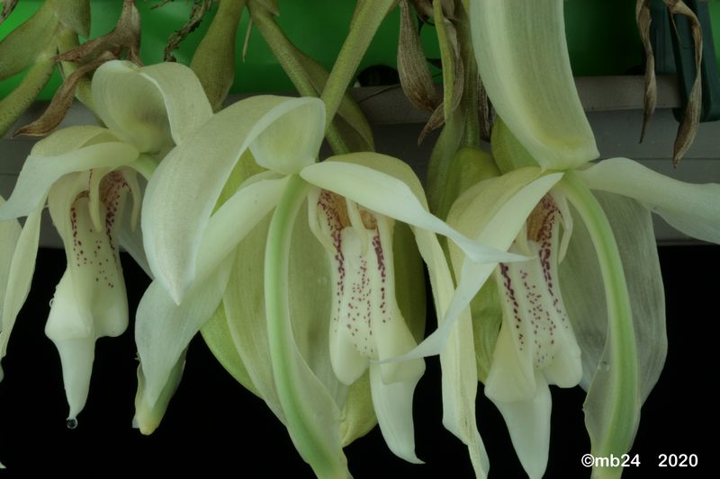 Stanhopea grandiflora Stanh105