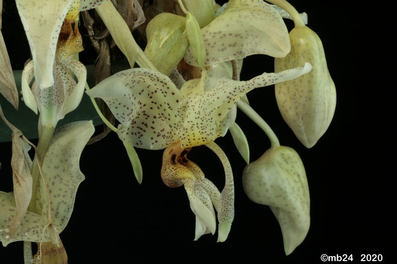 Stanhopea Sarudon (saccata x ruckeri) Stanh107