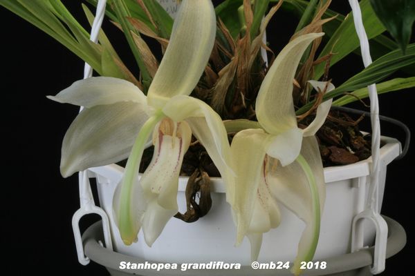 Stanhopea grandiflora  Stanho36