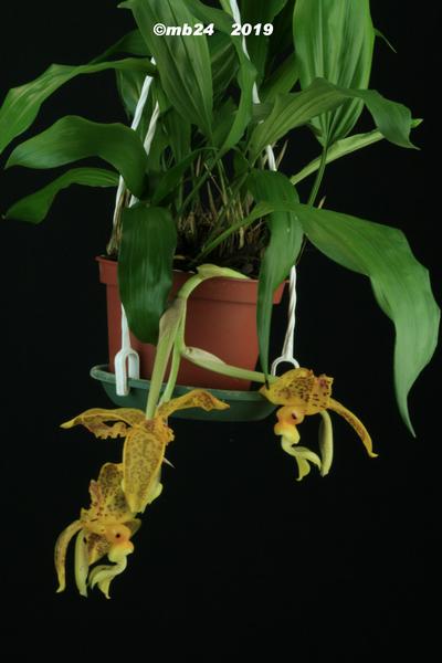 Stanhopea costariciensis  Stanho44