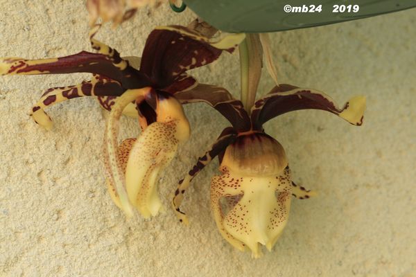 Stanhopea tigrina var nigroviolacea (phase 1 ) puis 2 à 4, puis 5 , et fin maintenant  Stanho68